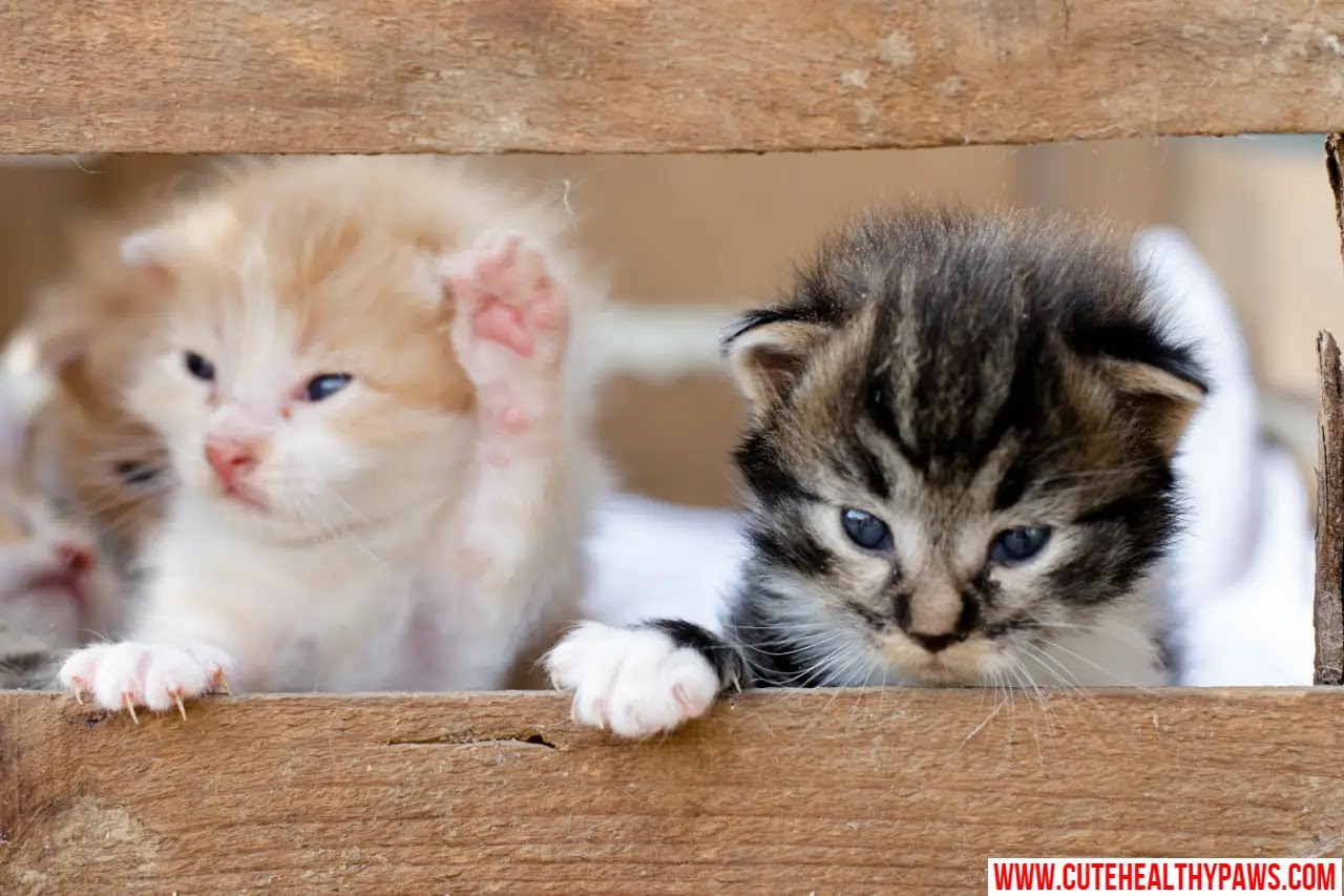 How to take care of newborn kittens Cute Healthy Paws