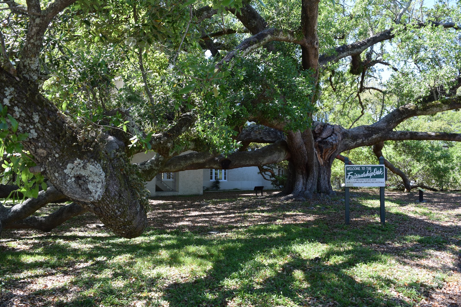 HappiLeeRVing The Friendship Oak Gulfport, Mississippi