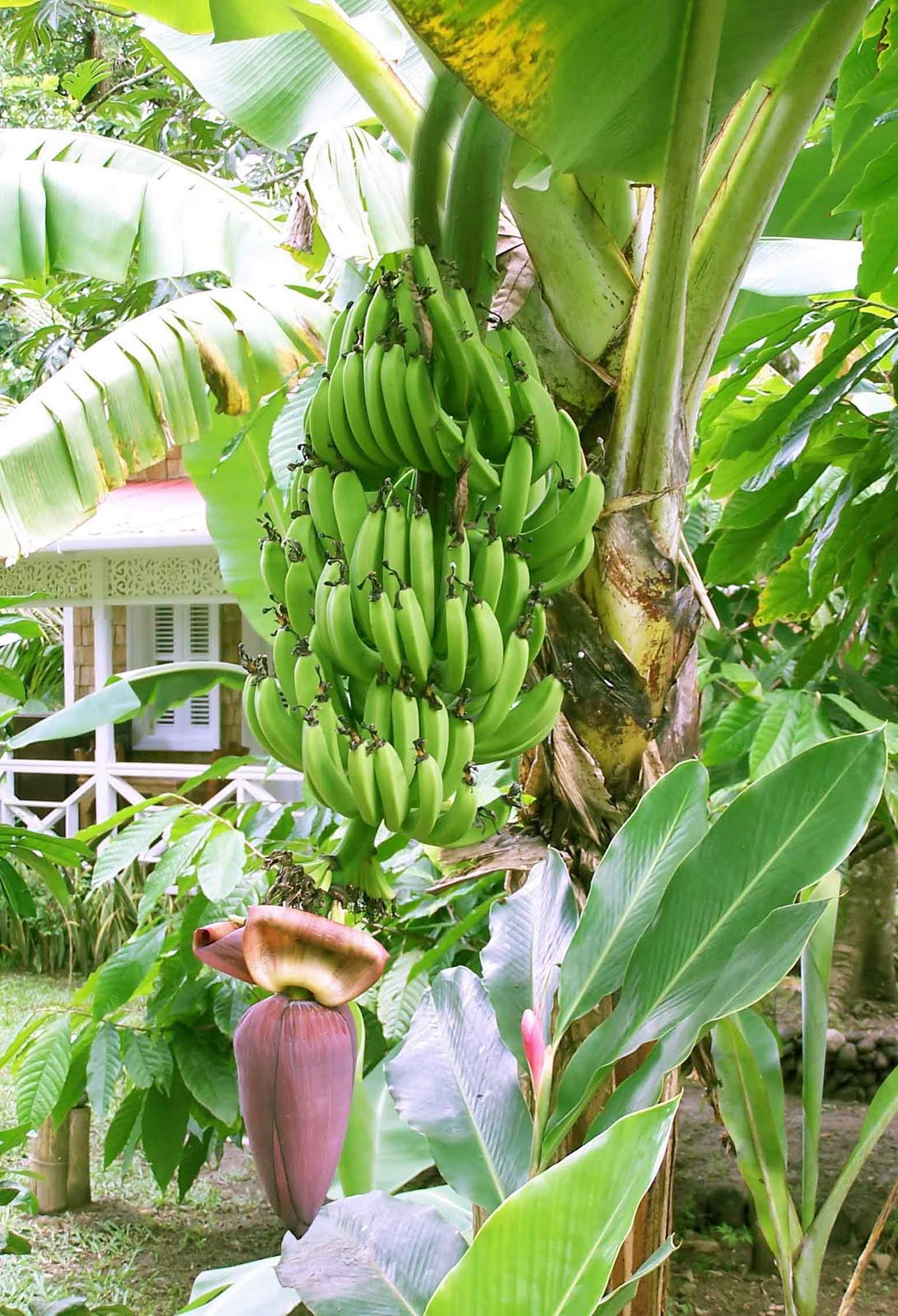 SELAMAT DATANG KE BLOG CIKGU HANIF Pokok  pisang