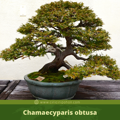 Chamaecyparis obtusa