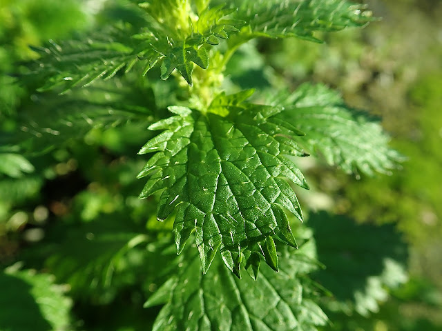 Ortiga (Urtica urens)