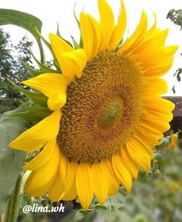 Images - Tips on Planting and Caring for Sunflowers in a Pot