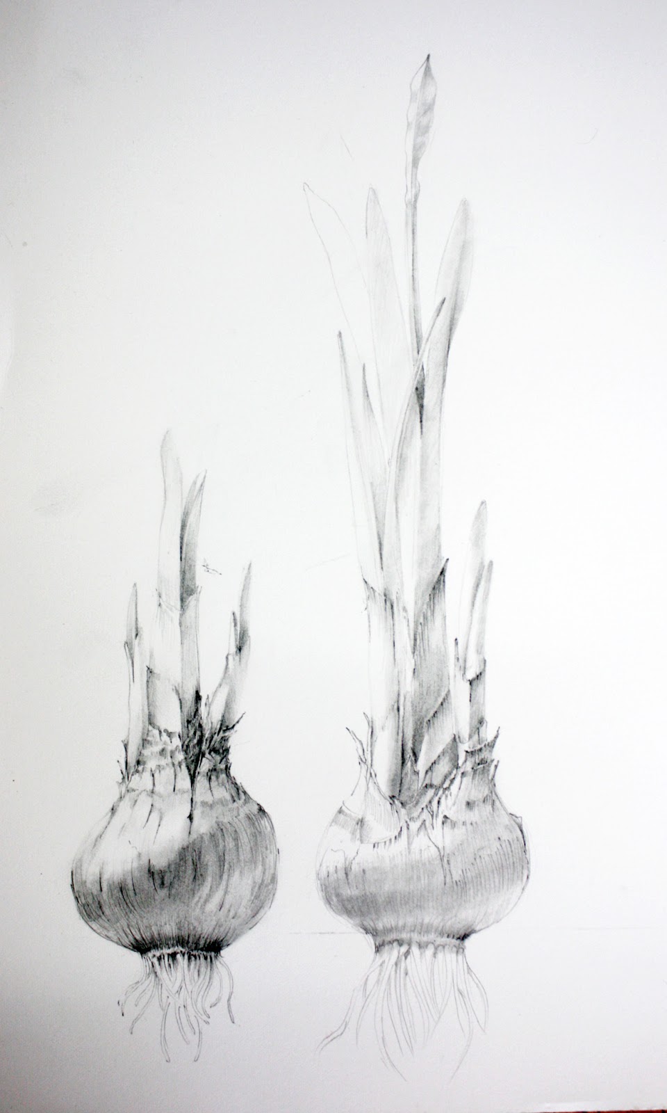 Carsley Studio Artists' Blog MidWinter Project for Botanical Art Lovers