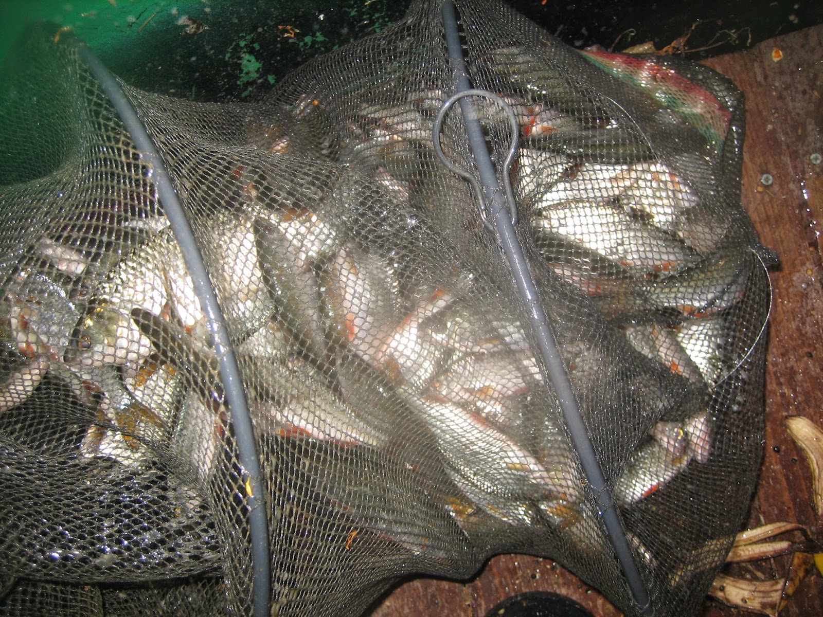 phil le perleur La pêche a la perle du 17 juin 2014