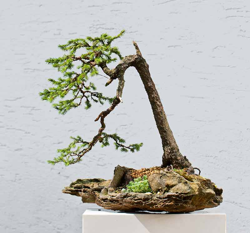 Walter Pall Bonsai Adventures Master Class at Bonsai Garden Munich 5