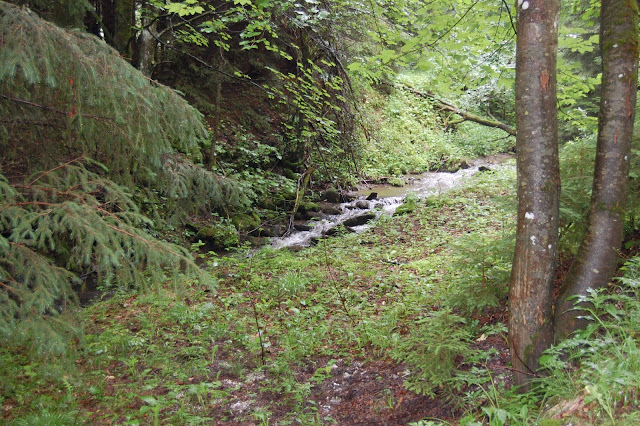 DSC_7986.JPG