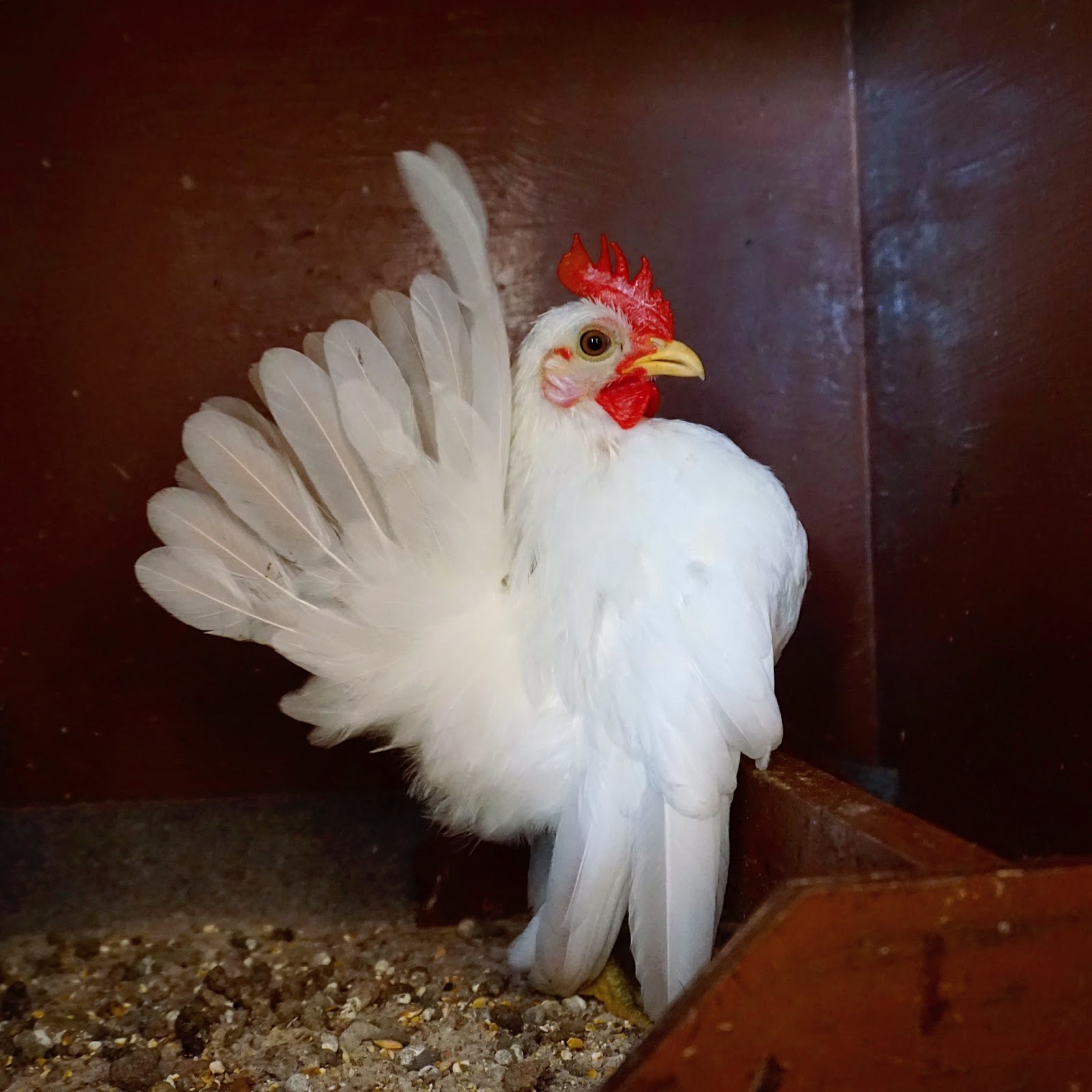 White Serama Chickens