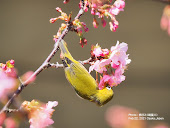 河津桜とメジロ