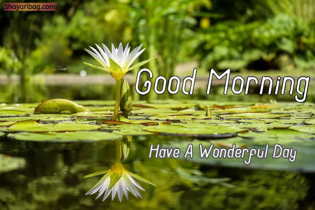 Good Morning With Flowers Images Good Morning With Flowers Images