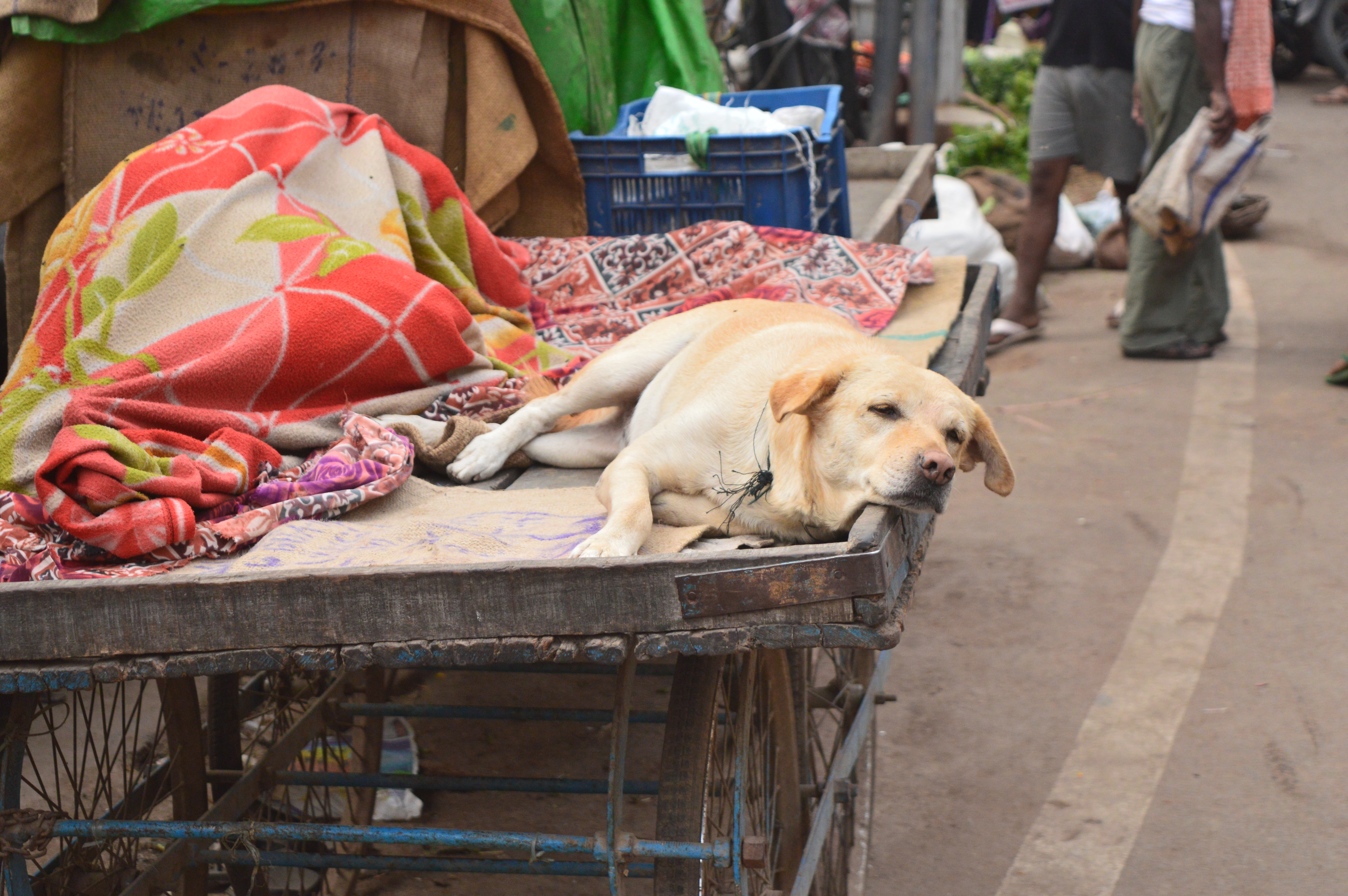 assi ghat, banaras, flowers, streets, market, doggy