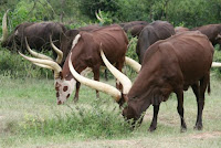 2 days Lake Mburo national park tour, tour lake mburo national park, safari to Lake Mburo National Park. wildlife in Lake Mburo national park, Uganda wildlife viewing, Uganda game viewing, Mihingo Lodge, Archadia Lodge, Rwonyo Camp, Mantana Lake Mburo park Camp, book accommoddation Lake Mburo national park.