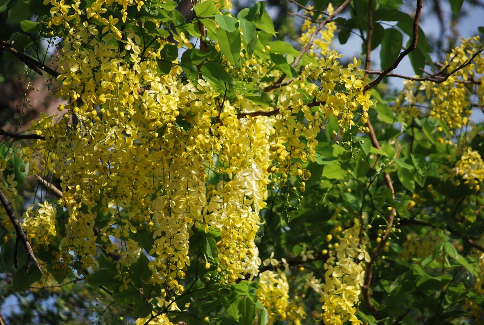hteinlynnmyint (A)Ngu Blossom of Myanmar (B) Butterfly with Flowers of