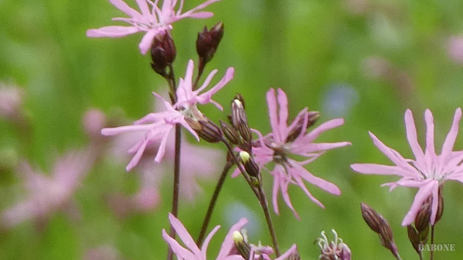 Babone 5go 2 Fleur De Coucou