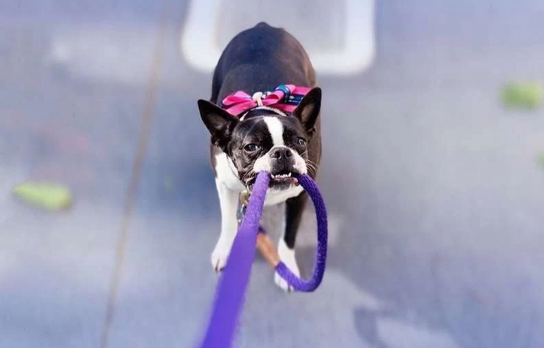 How to Train Your Dog Not to Pull on the Leash Tips and Tricks