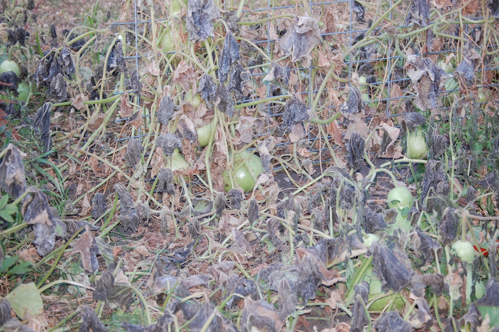 Back40 -bringing back the old ways: Bird House Gourds