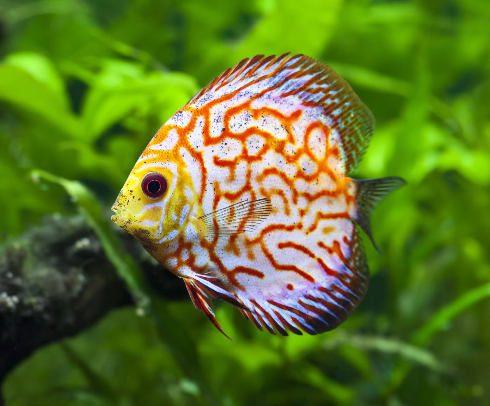 discus tank mates