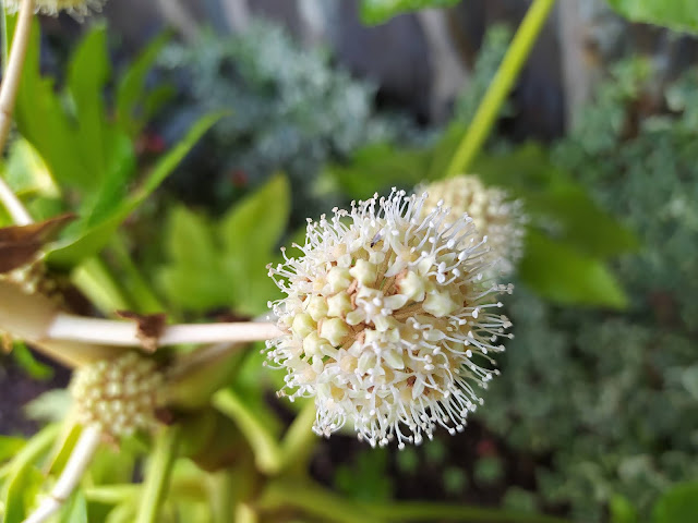 Fatsia japonica (Thunberg) Decne. & Planch. (Aralia). En flor.