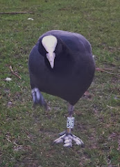 Colour Marked Coots