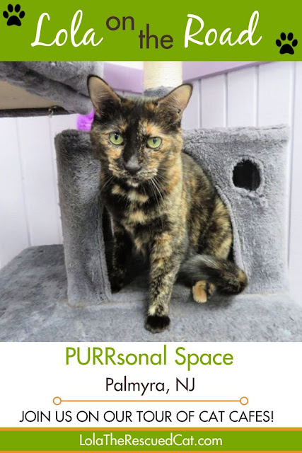 purrsonal space |cat cafes