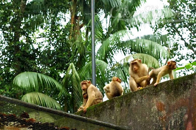 Zoo Taiping