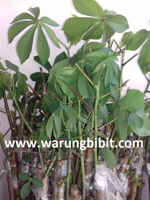 085729710988 Warung Bibit Pusat Jual Beli Dan Layanan Bibit