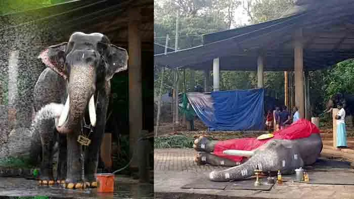 Palakkad, News, Kerala, Elephant, Mangalamkunnu Karnan, Death. Elephant Mangalamkunnu Karnan died