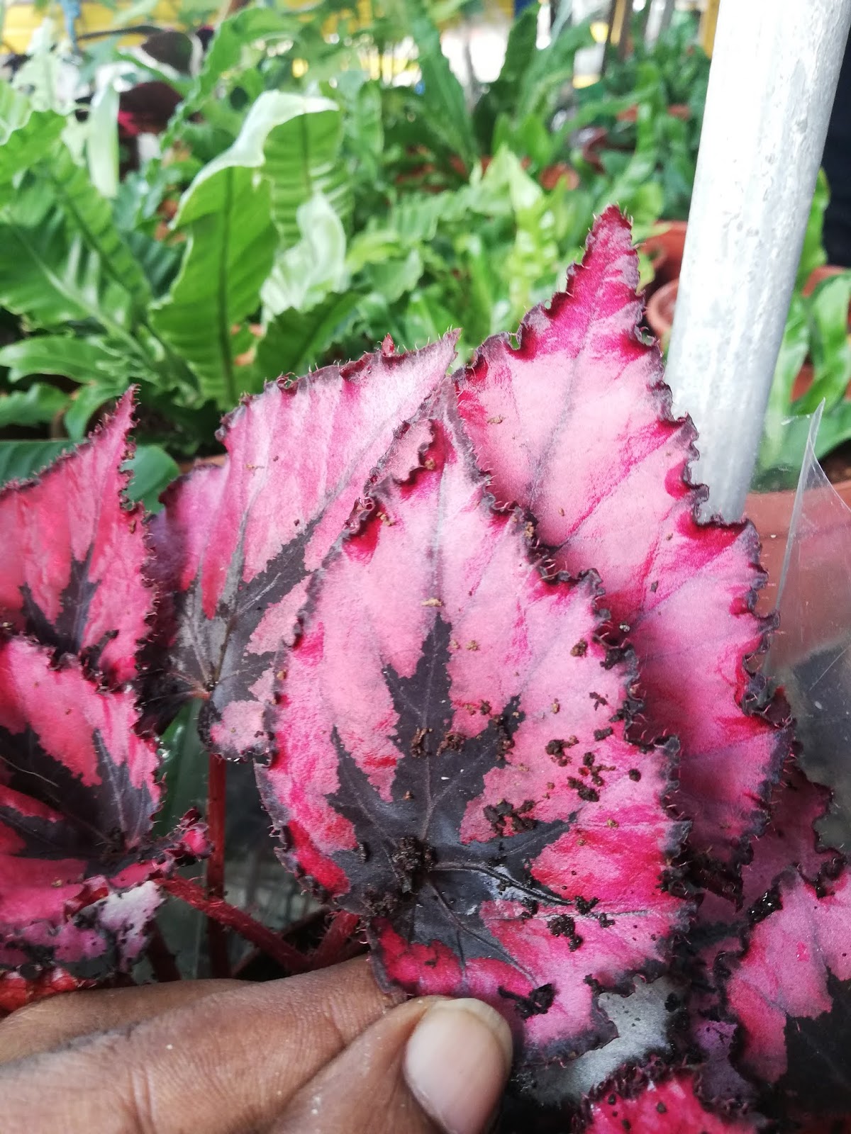 Garden Chronicles of James David Begonia 'Red Kiss' (Updated 2021)