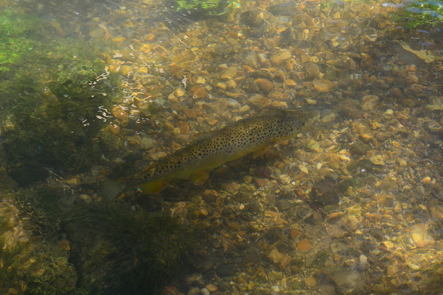 Salmo trutta Salmo trutta