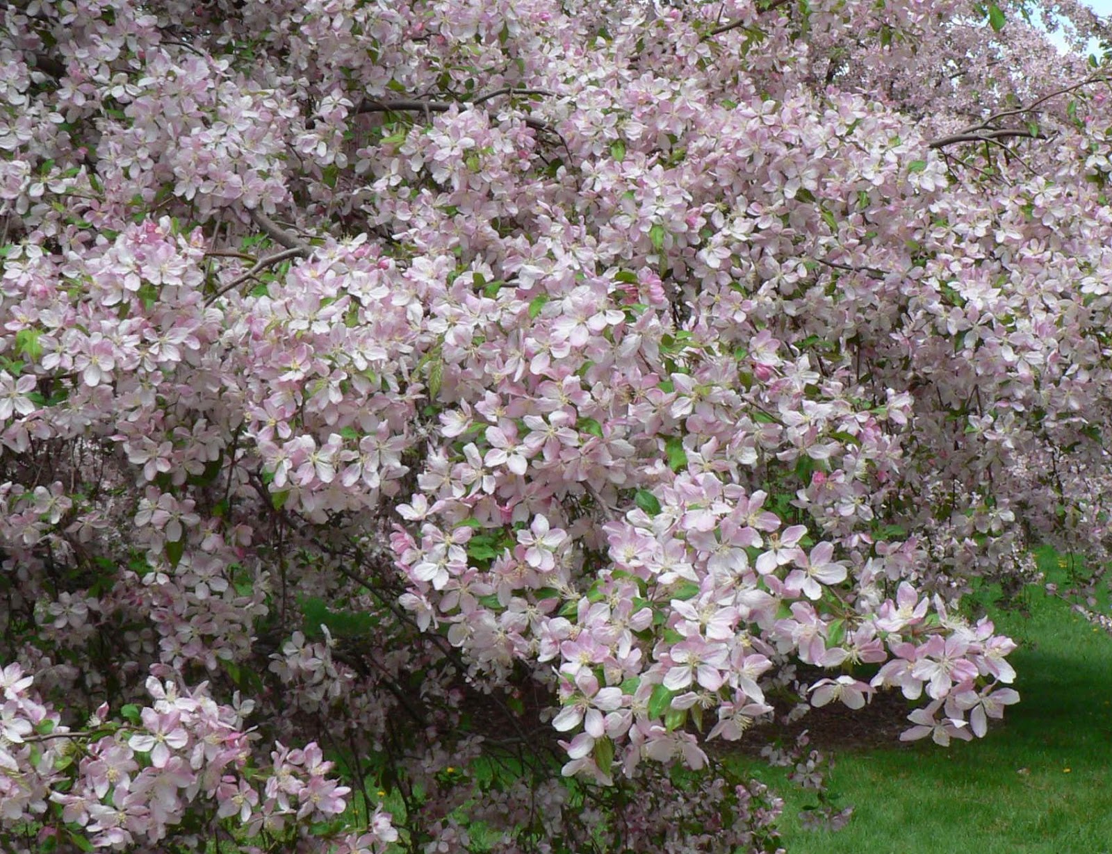 Visit My Garden Flowering Crabapples at the Arboretum