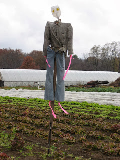Homemade Scarecrow protecting a field