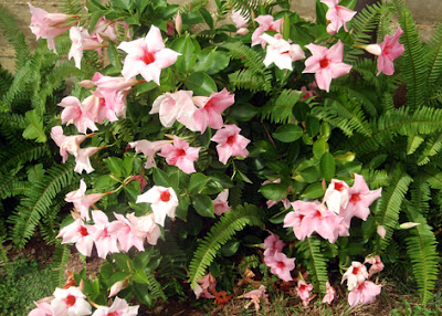 mandevilla