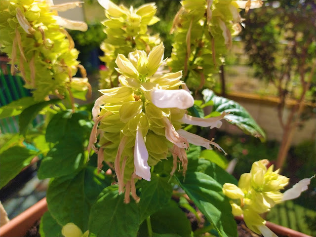 Salvia roja (Salvia splendens Sellow ex Schult.).