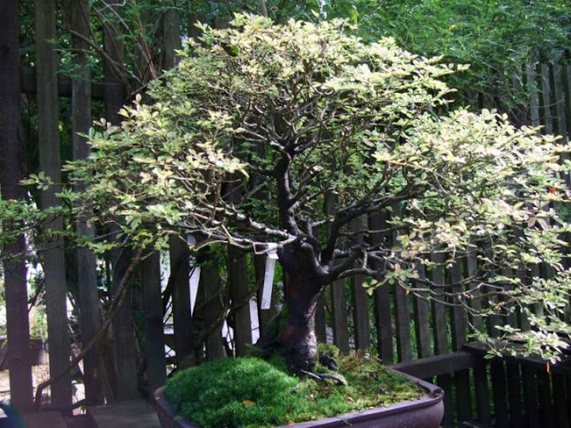 Alternative Eden Exotic Garden: The Japanese Garden - Cornwall