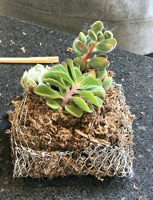 Succulent pocket for a lantern