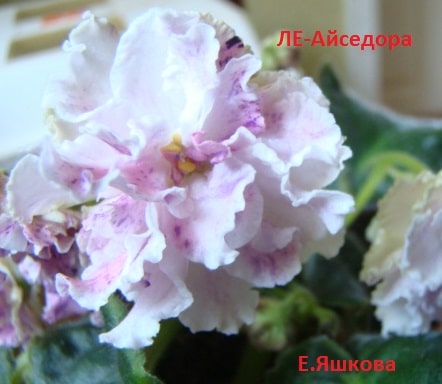 Фиалка Айседора Фото Фиалка Айседора Фото