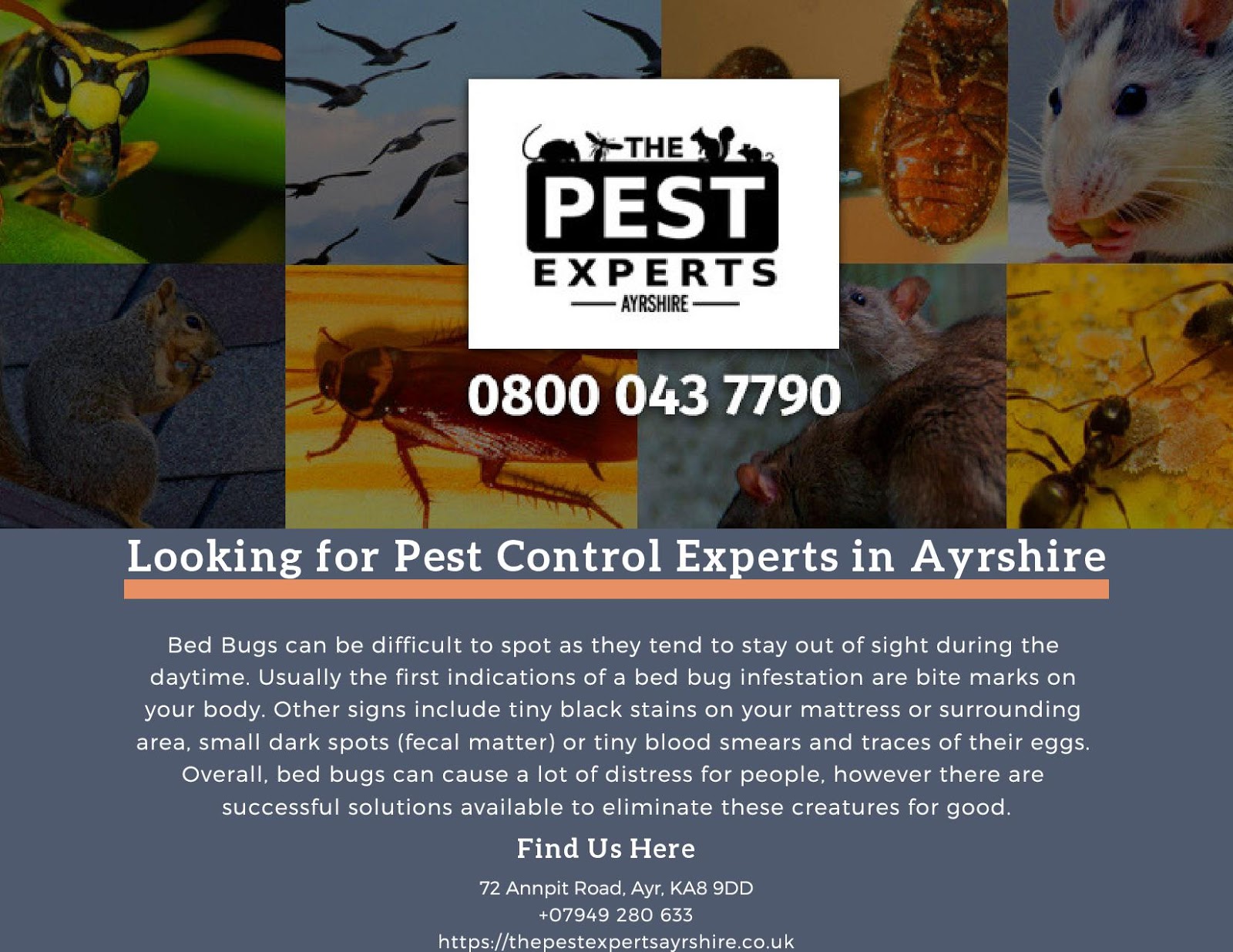 Do It Your Pest Control Tucson We offer a variety of services to