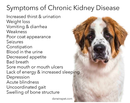 The Conservative Chronicles 24 7 Caring And Feeding Dogs With Kidney Disease Kfd