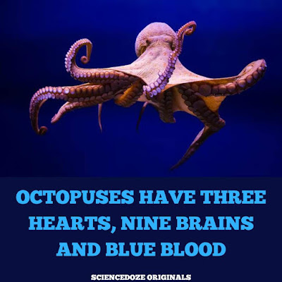 Octopus facts