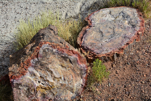 Crystal Forest Petrified Forest