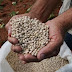 ECONOMIA / Em março, IBGE estima crescimento de 5% da produção de grãos na Bahia para 2020