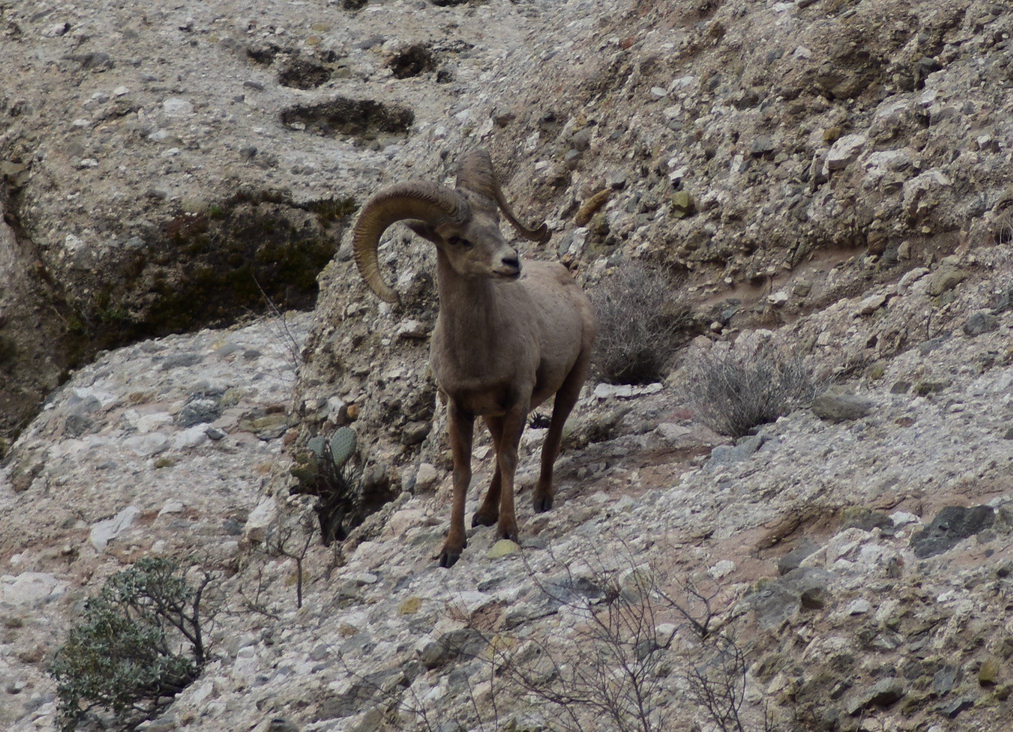 Mojave Desert Diary...: Bigh Horn Sheep...