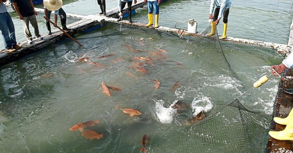 Grouper Breeding Method with High Yield Result Frozen Grouper