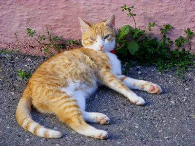 pisica potocaliu cu alb tolanita pe asfalt
