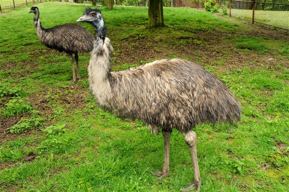 Emu - E Hayvan İsimleri