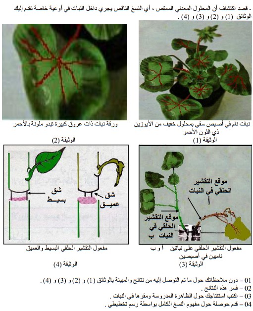 النسغ الكامل و النسغ الناقص pdf ، مسار النسغ الناقص  وتحديد مكونات النسغ الكامل  ، تعريف النسغ الناقص وتحديد مصير النسغ في النبات الاخضر