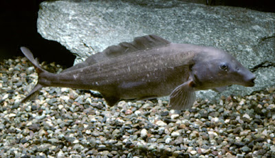 Temperamen Eastern Bottlenose Mormyrid