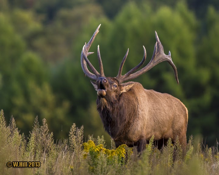 Pennsylvania Wildlife Photographer Pennsylvania Elk Season Results2013