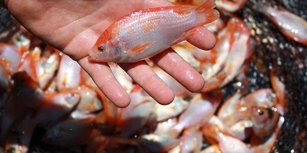 Inilah Supplier Jual Ikan Nila Bibit dan Konsumsi di Palembang, Sumatera Selatan