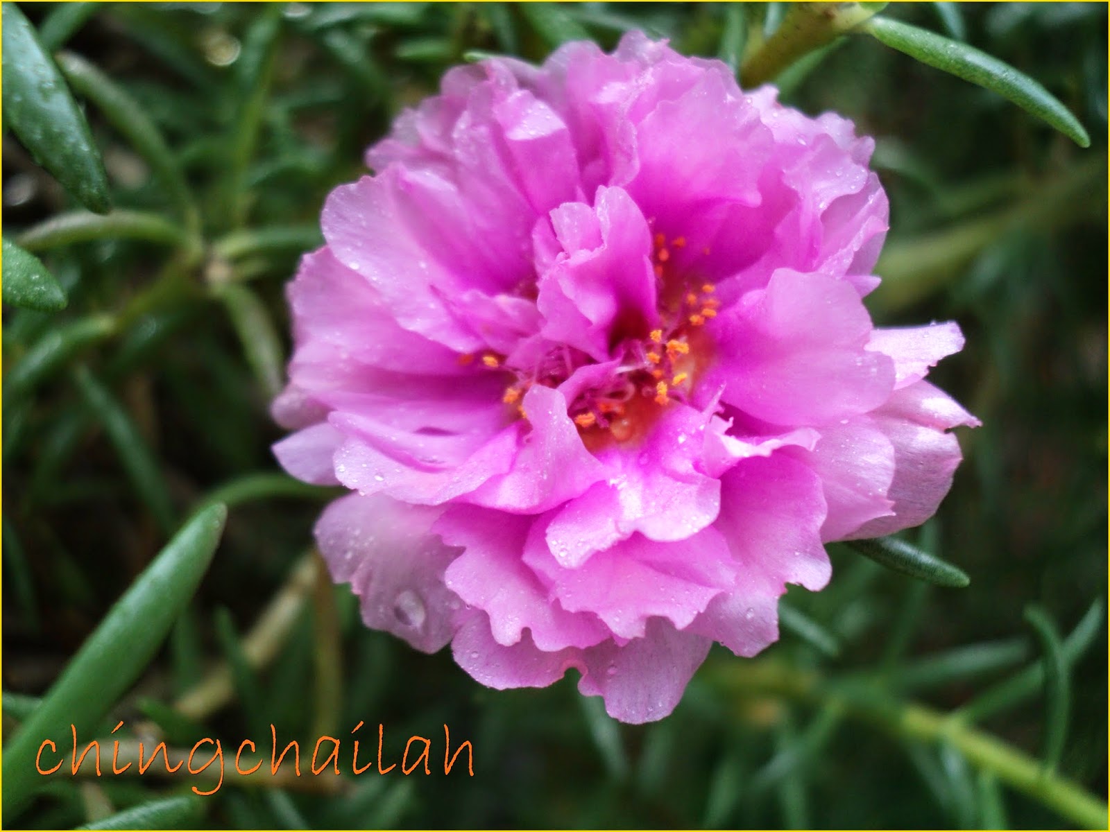 Simple Living In Nancy JAPANESE ROSES OR PORTULACA GRANDIFLORA HYBRID