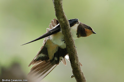 Oreneta vulgar (Hirundo rustica)